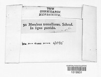 Phlebia tremellosa image